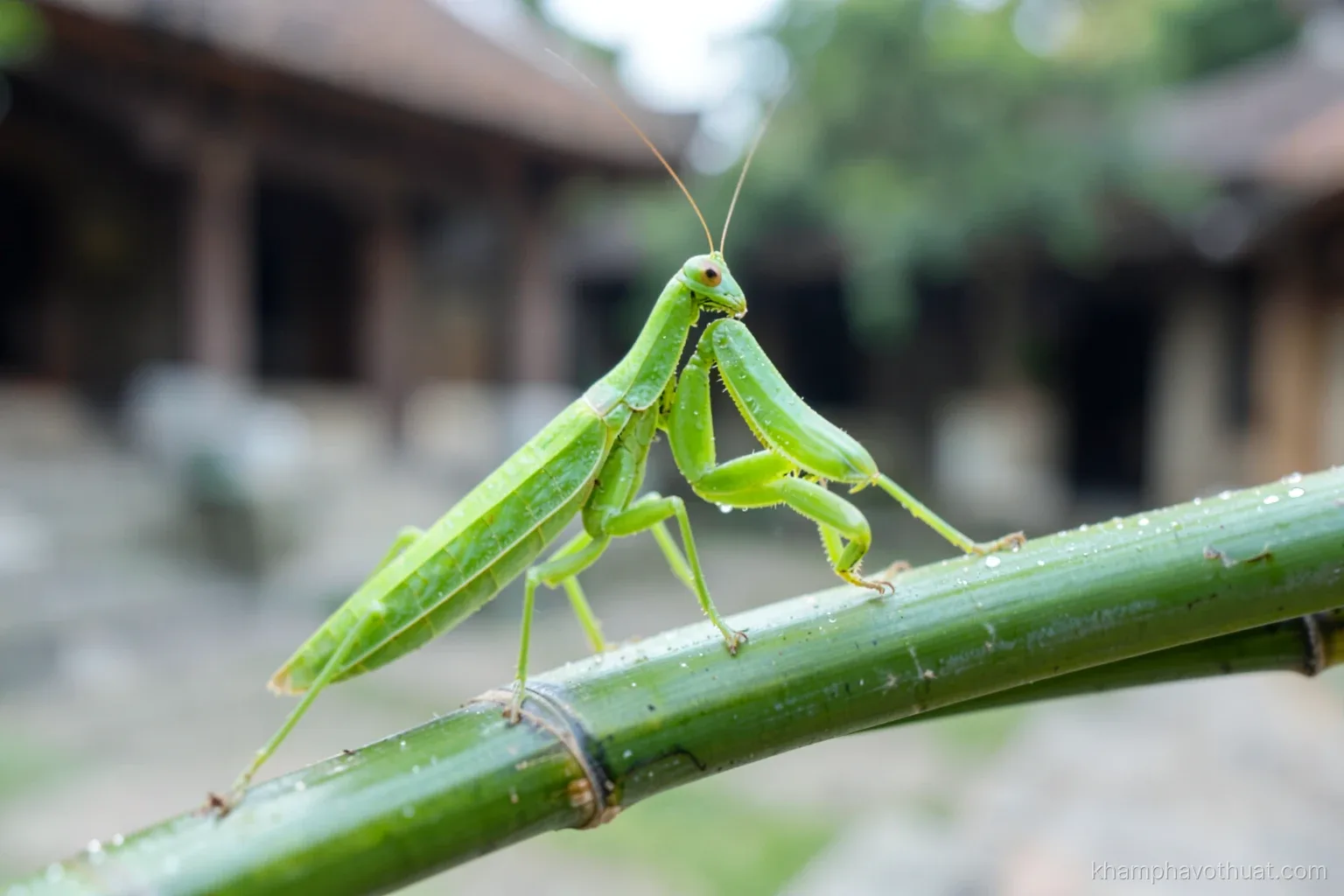 Macro shot of a green praying mantis on a bamboo stalk with a blurred temple courtyard behind, soft morning dew, shallow depth of field, fresh green and pale stone palette